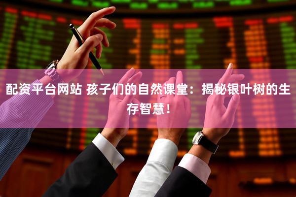 配资平台网站 孩子们的自然课堂：揭秘银叶树的生存智慧！